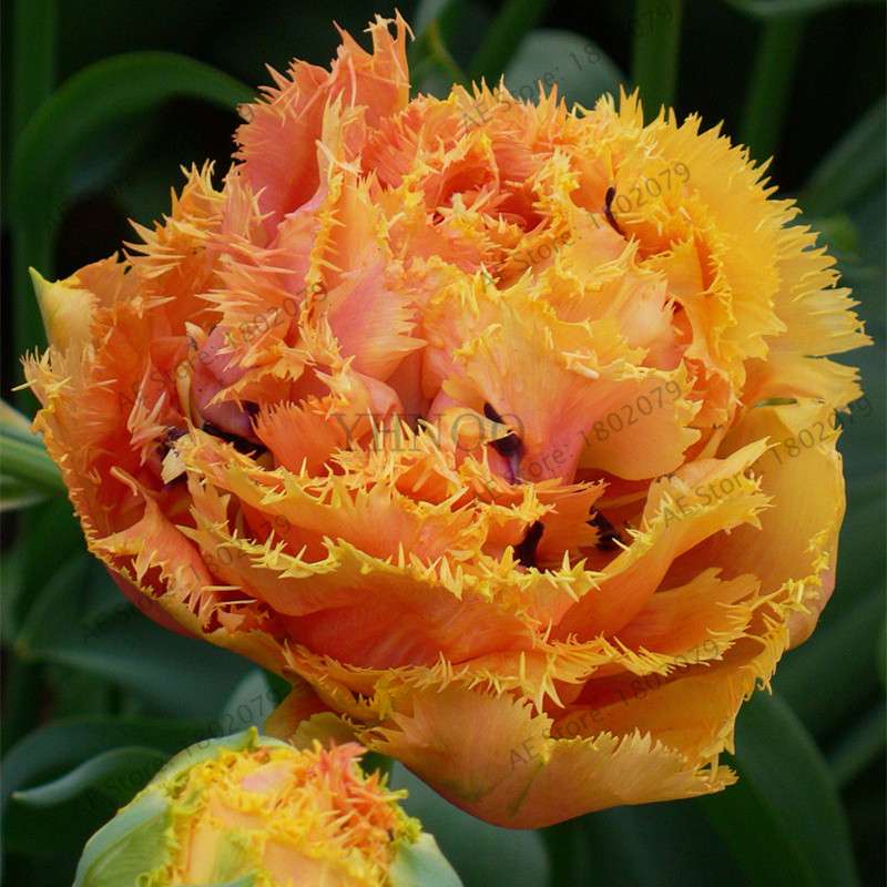 Rare Double Tulip Bulbs (Not Seeds) - 24 Colors, Fresh Flower Bulbs for Planting - Fast Shipping