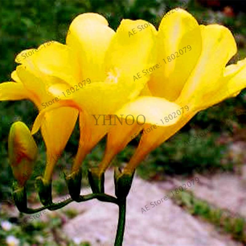 Freesia Seeds - Colorful Fragrant Flowers for Home Garden Planting