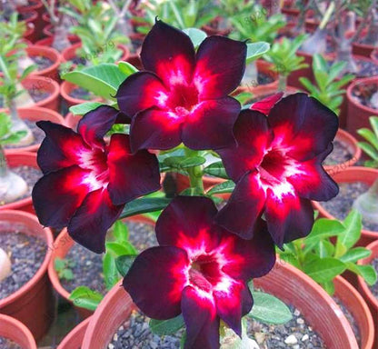 Exotic Mixed Colors Desert Rose Seeds - Fire Red Heart Bonsai, for Home Garden