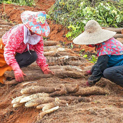 Chinese Yam Seeds for Healthy Lungs & Spleen | Dioscorea Opposita Thunb | Organic Garden Planting