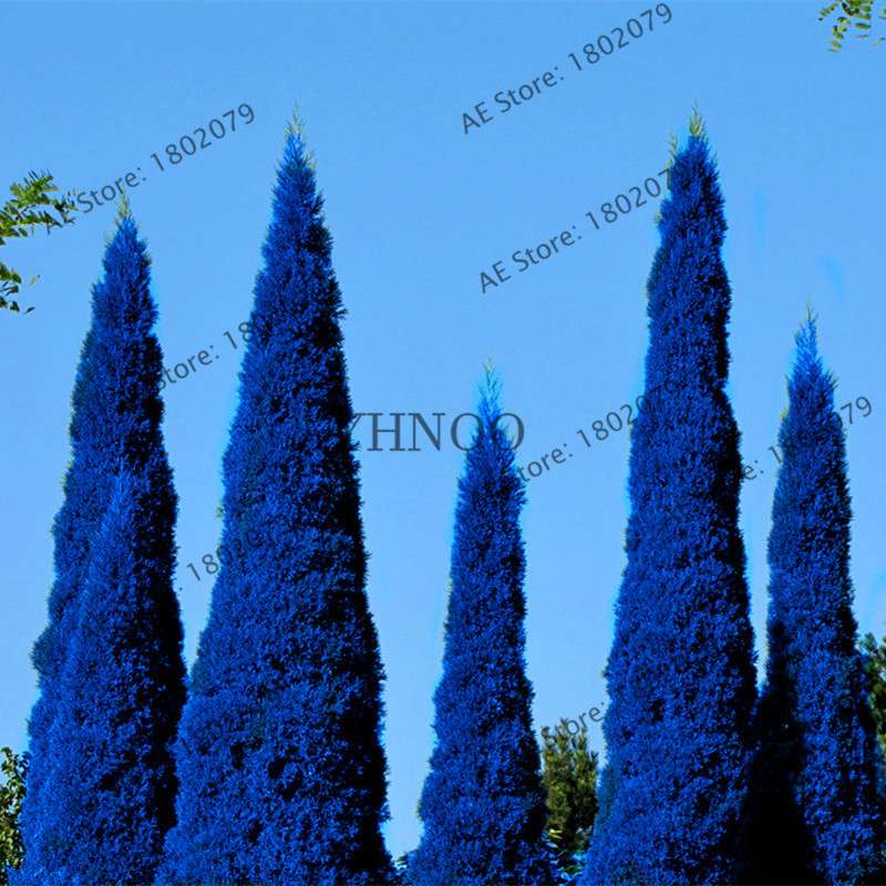 Rare Blue Cypress Tree Seeds - Easy-Grow Platycladus Orientalis for Your Garden | Fast Shipping