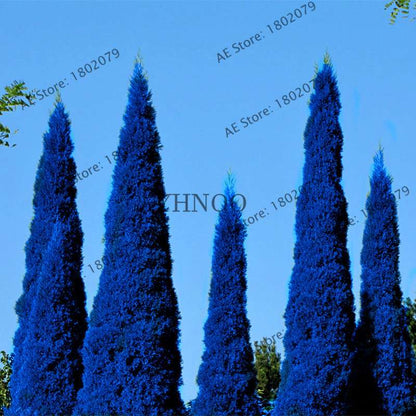 Rare Blue Cypress Tree Seeds - Easy-Grow Platycladus Orientalis for Your Garden | Fast Shipping