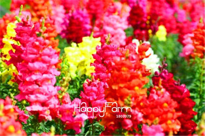 Snap Dragon Seeds for Home Garden - Fire Cracker Bonsai Flower Seeds, Indoor/Outdoor Planting