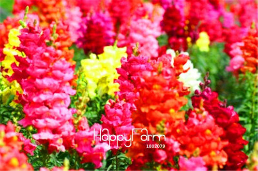Snap Dragon Seeds for Home Garden - Fire Cracker Bonsai Flower Seeds, Indoor/Outdoor Planting