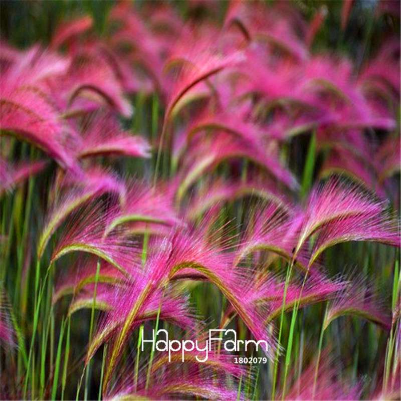 Foxtail Barley Seeds (Hordeum jubatum) - Rare Ornamental Grass for Gardens, Unique Flower Seeds
