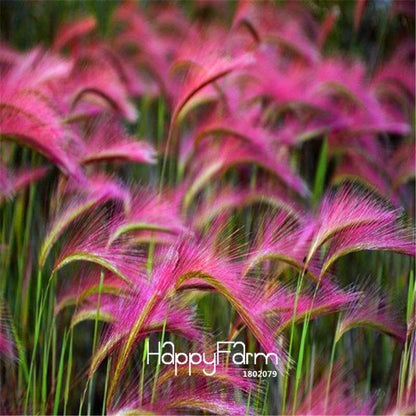 Foxtail Barley Seeds (Hordeum jubatum) - Rare Ornamental Grass for Gardens, Unique Flower Seeds