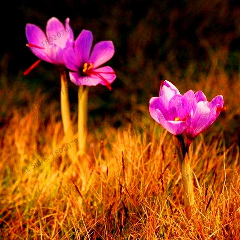Saffron Seeds for Planting - Grow Saffron Crocus Flowers in Home & Garden - Bonsai Plant Variety
