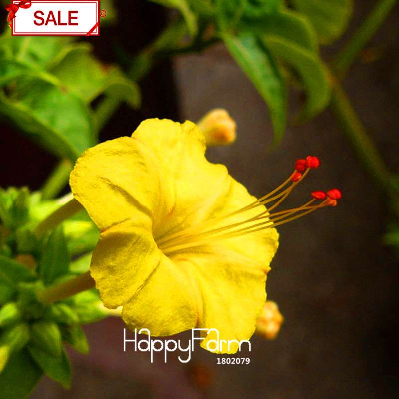 Yellow Jasmine Seeds - Fragrant Mirabilis Flower for Garden Planting, DIY Charm - USA Seller