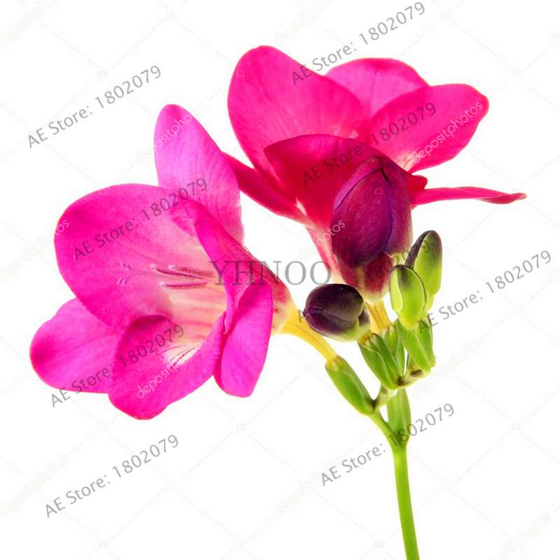 Freesia Seeds - Colorful Fragrant Flowers for Home Garden Planting