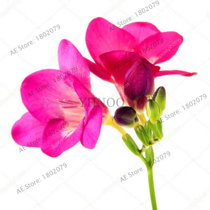 Freesia Seeds - Colorful Fragrant Flowers for Home Garden Planting