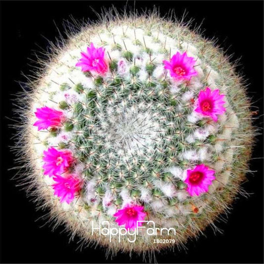 Succulent Seeds Mix - Stone Cactus, Fleshy Potted Flowers for Home Garden - High Germination Rate