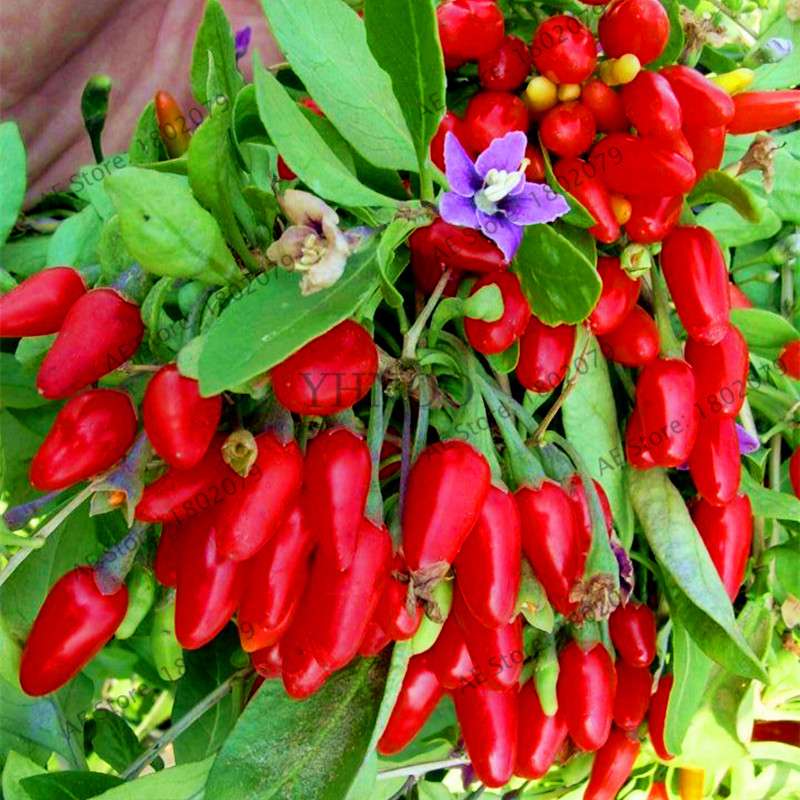Organic Goji Berry Seeds - Non-GMO Heirloom Wolfberry for Home Garden Planting DIY