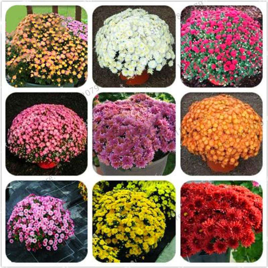 Perennial Daisy Seeds - Hardy Ground Cover Chrysanthemum for Home Garden & Bonsai Planting