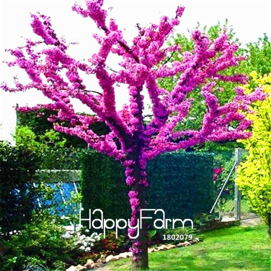 Redbud Tree Seeds - Cercis Chinensis Bonsai, Potted Plants for Home & Garden (Fast Growth, Easy Care)