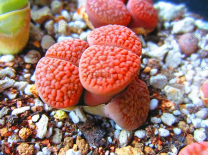 Rare Lithops Seeds - Living Stone Succulent Mix for Mini Garden, Bonsai & Assorted Flower Planting | Fast US Shipping