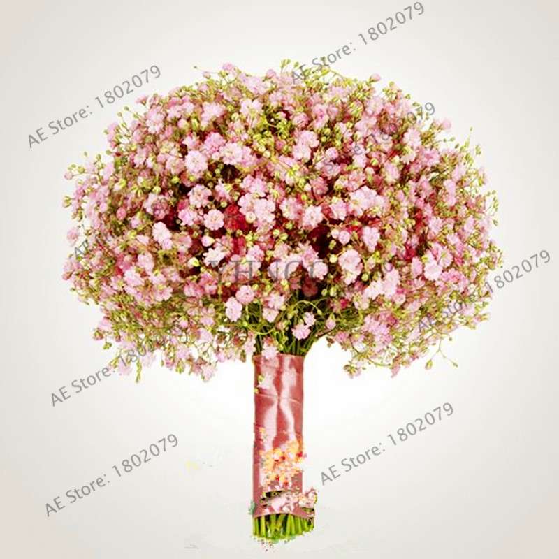 Gypsophila Paniculata Seeds - Vibrant Multi-Color Baby's Breath for Home & Garden | Fast Shipping