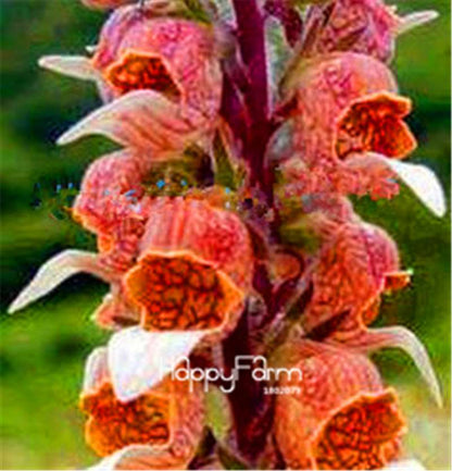 Fritillaria Foxglove Seeds - Potted Bonsai Garden Kit for DIY Home Planting | Premium Quality