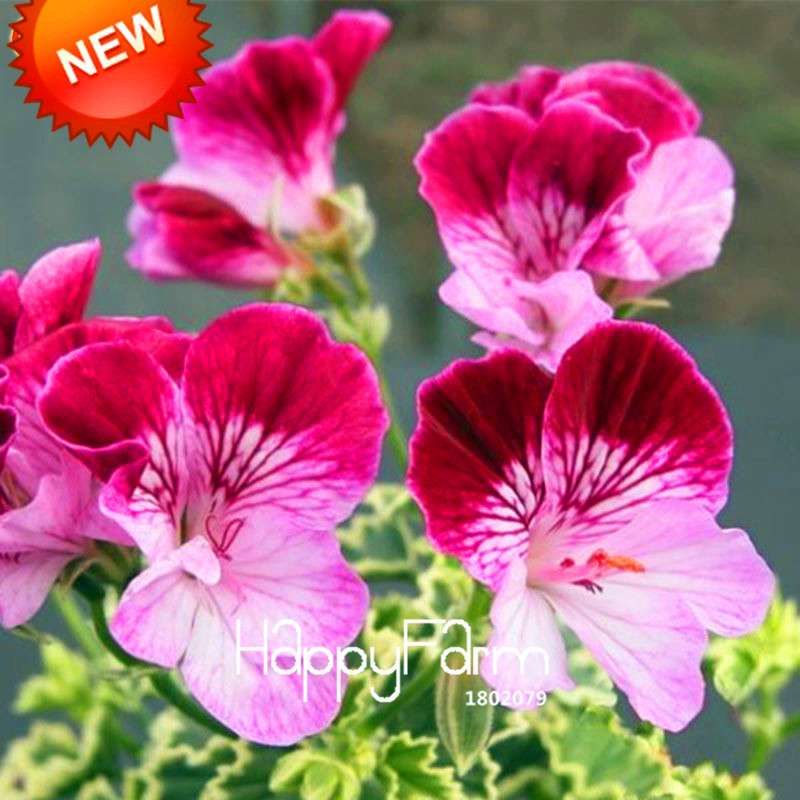 Pelargonium Peltatum Seeds - Geranium Flower Seeds, 17 Colors, Perennial Blooms for Garden & Containers