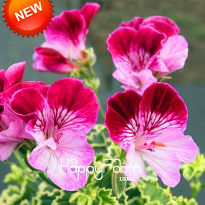 Pelargonium Peltatum Seeds - Geranium Flower Seeds, 17 Colors, Perennial Blooms for Garden & Containers
