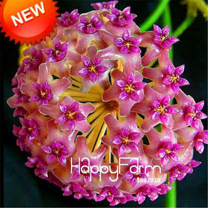Buy Hoya Carnosa Seeds - Potted Flower Seeds for Home Garden Planting, Perennial Orchid-Like Blooms