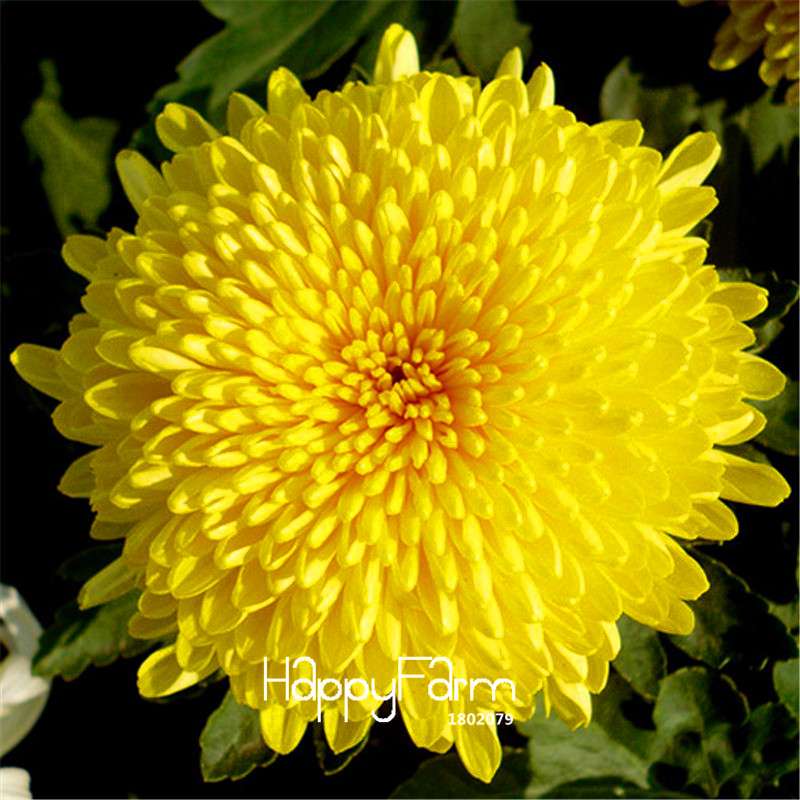 Orange Chrysanthemum Fireworks Flower Seeds - Bonsai Balcony Garden, Fast Shipping USA