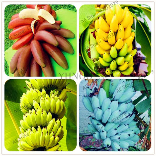 Dwarf Banana Seeds - Sweet Perennial Fruit Tree for Home & Garden Planting