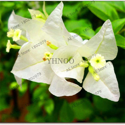 Bougainvillea Bonsai Seeds - Vibrant Flowering Plant for Home & Garden | Fast-Growing, Easy Care