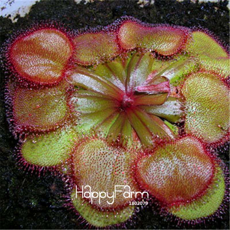 Sundew Seeds - Rare Carnivorous Bonsai Plants, Fresh & Novelty Garden Seeds for Home Gardening