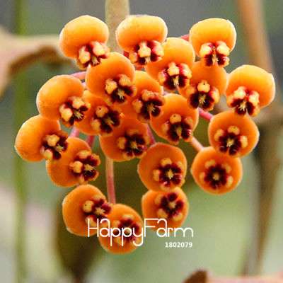 Buy Hoya Carnosa Seeds - Potted Flower Seeds for Home Garden Planting, Perennial Orchid-Like Blooms