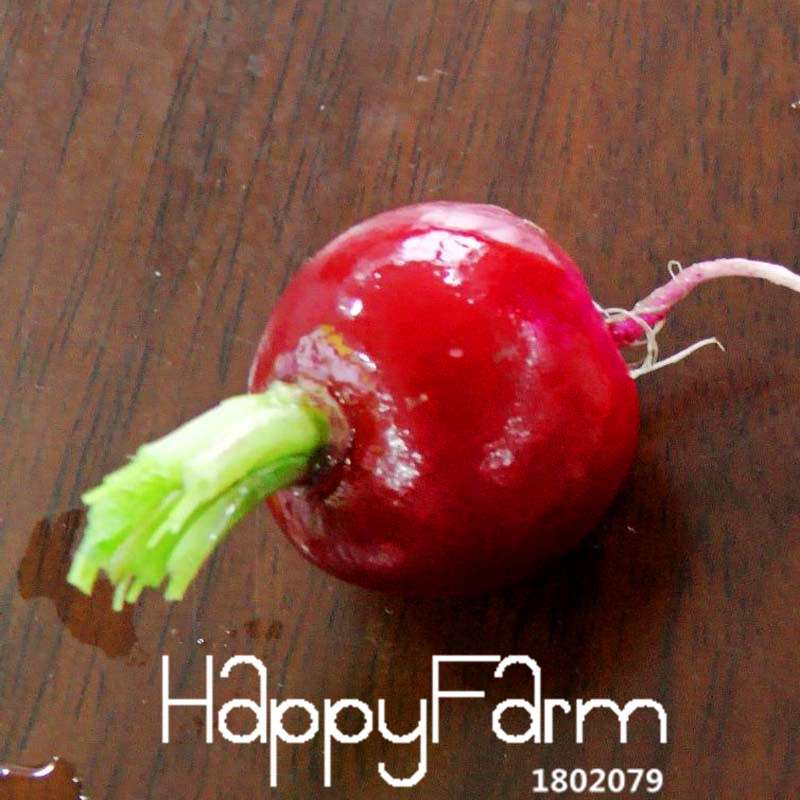 11 Types Radish Seeds for Planting - Non-GMO, - Grow Fresh Garden Vegetables