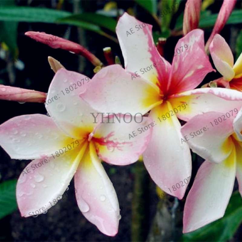 Mixed Color Frangipani Plumeria Seeds - Perennial Bonsai Plant for Home & Garden Planting