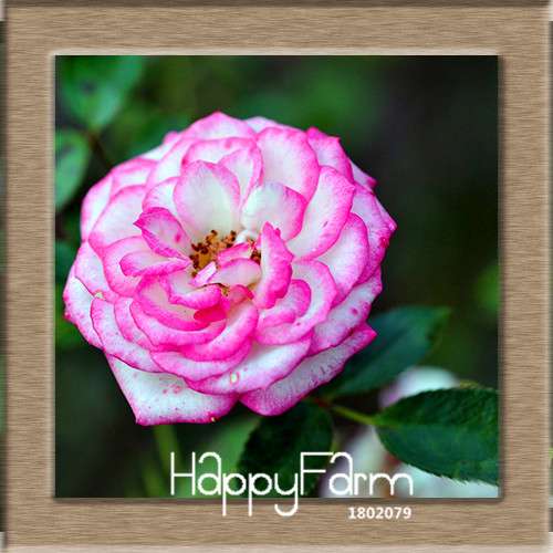 Pink & White Rose Seeds - 24 Rare Colors, for Balcony Planting, Potted Flower Garden