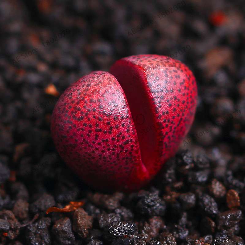 Rare Lithops Seeds - Living Stone Succulent Mix for Mini Garden, Bonsai & Assorted Flower Planting | Fast US Shipping