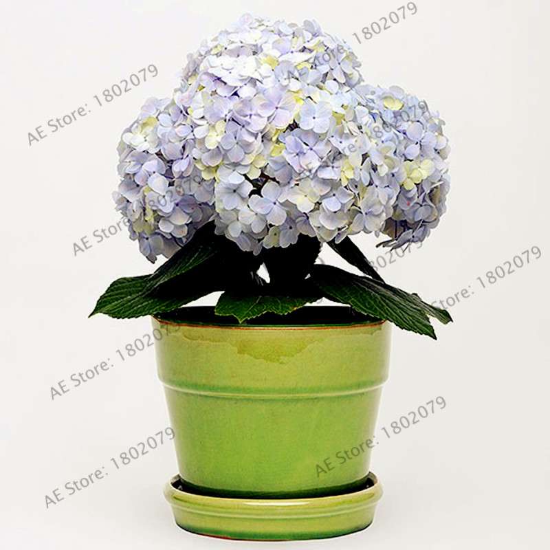 Hydrangea Bonsai Seeds - Perennial Wedding Flowers for Home & Garden - Easy to Grow