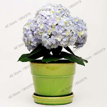 Hydrangea Bonsai Seeds - Perennial Wedding Flowers for Home & Garden - Easy to Grow