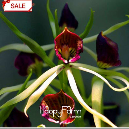 Rare Yellow Octopus Orchid Seeds - for Home Garden Planting | Exotic Flowering Plants