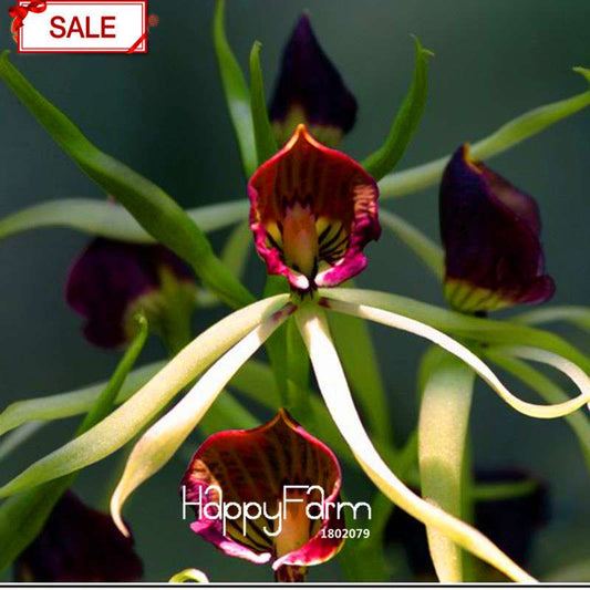 Rare Yellow Octopus Orchid Seeds - for Home Garden Planting | Exotic Flowering Plants