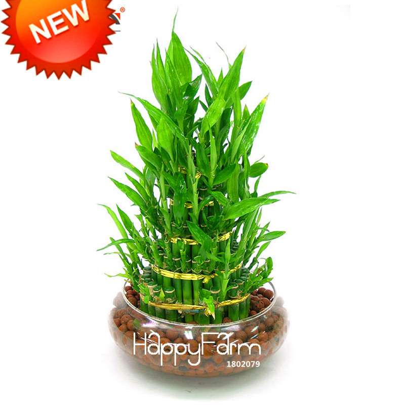 Lucky Bamboo Seeds for DIY Potted Plants - Grow Dracaena Prosperity Tower, Home & Garden Decor