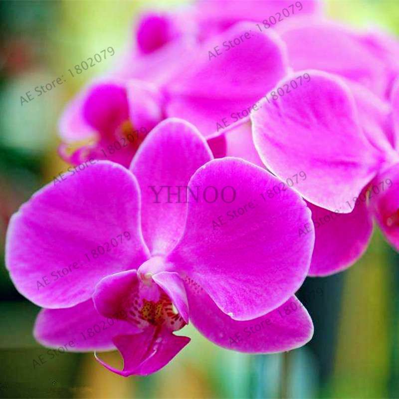 Violet Matthiola Incana Seeds - Easy-Grow Perennial Flower Seeds for Home & Garden Planting