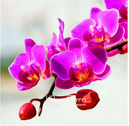 Phalaenopsis Orchid Seeds - Premium Bonsai Flower Seeds for Home & Indoor Garden Planting