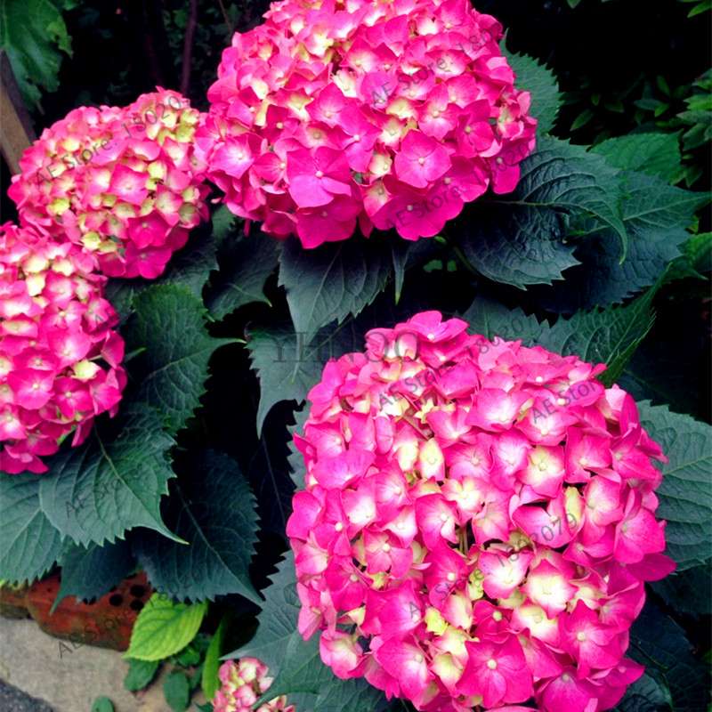 Hydrangea Seeds - Perennial Flowers for Wedding, Party, Home & Garden | Easy Grow Beautiful Blooms