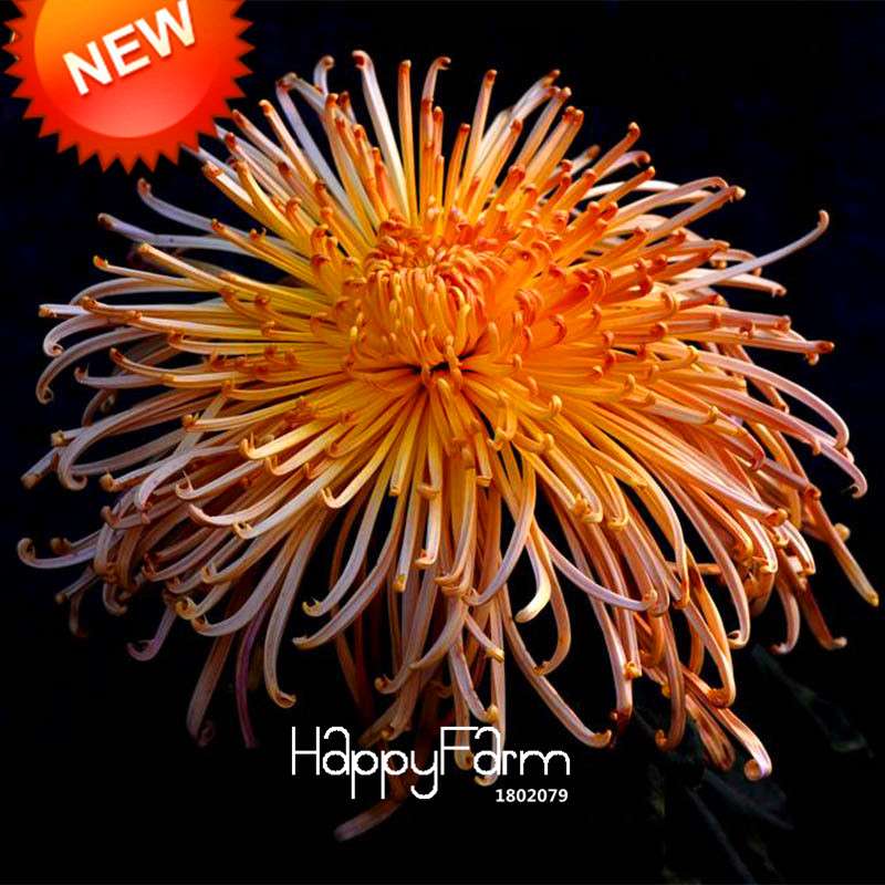 Rare Fireworks Orange Chrysanthemum Seeds - DIY Garden Flowers for Planting, Gifting & Home Decor