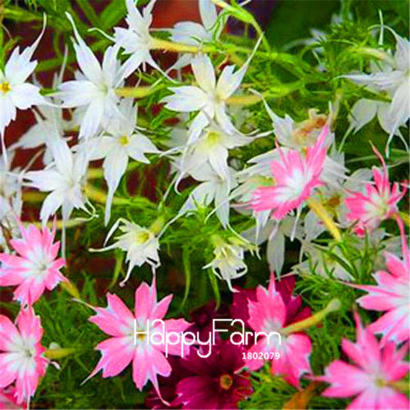 Phlox Drummondii Seeds - Twinkle Star Flower for Home & Garden | Fast-Growing, Vibrant Blooms