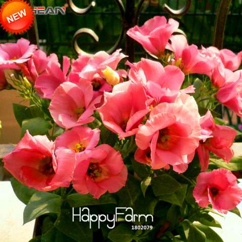 Pink Eustoma Seeds - Perennial Lisianthus Flowers for Balcony & Pots | Fast-Growing, Elegant Blooms