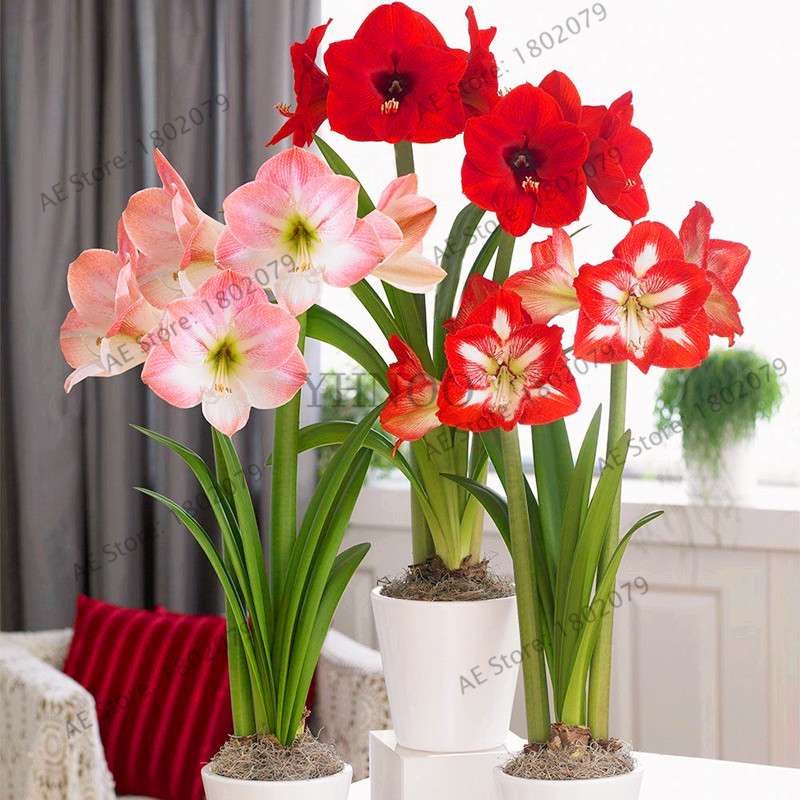 Vibrant Amaryllis Flower Seeds - High Germination, Easy to Grow, Hippeastrum Rutilum