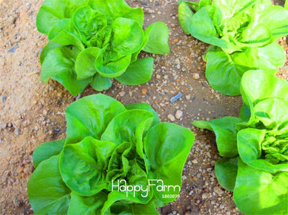 Italian Lettuce Seeds - Tasty, Easy to Grow, Perfect for Salads & DIY Home Gardening | Non-GMO