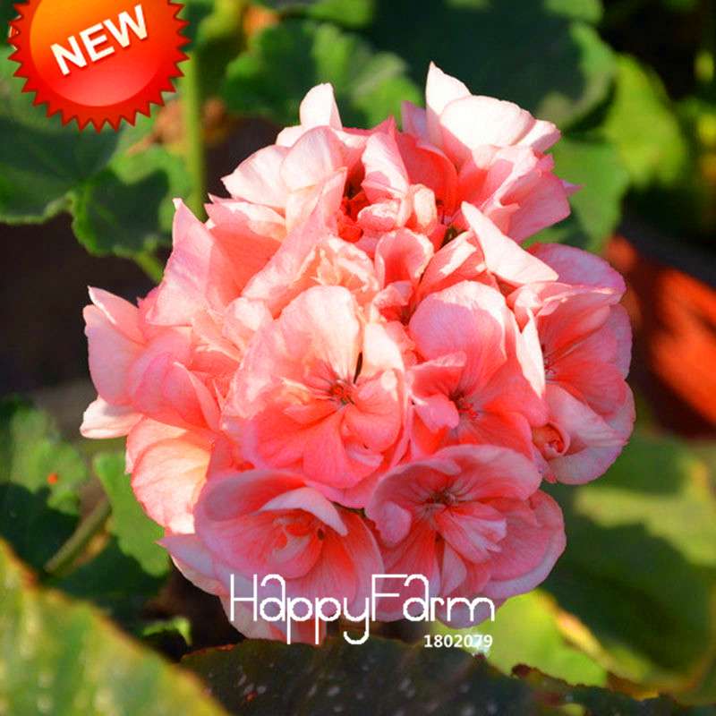 Pelargonium Peltatum Seeds - Geranium Flower Seeds, 17 Colors, Perennial Blooms for Garden & Containers