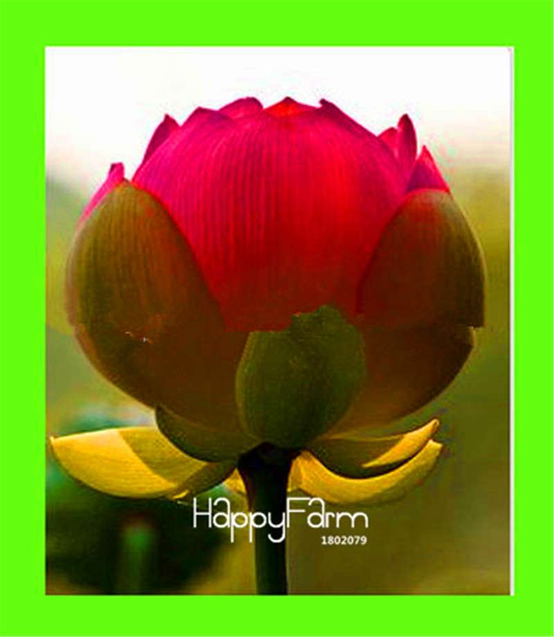 Dutch Tulip Flower Seeds - Potted Bonsai for Home & Garden Planting