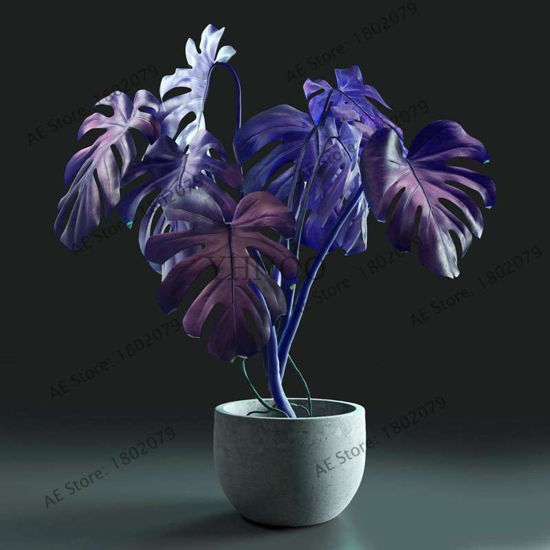 2025 Rare Palm Turtle Leaf Monstera Seeds - Home Bonsai & Perennial Plants, Mixed Foliage Flowers