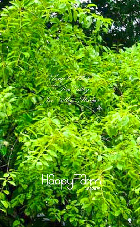 Premium White Sandalwood Seeds - Fragrant Indian Sandalwood Tree for Home Garden Planting - DIY Grow Kit